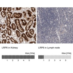 LRP-6 Antibody, Novus Biologicals 0.1mL; Unlabeled:Antibodies, Polyclonal